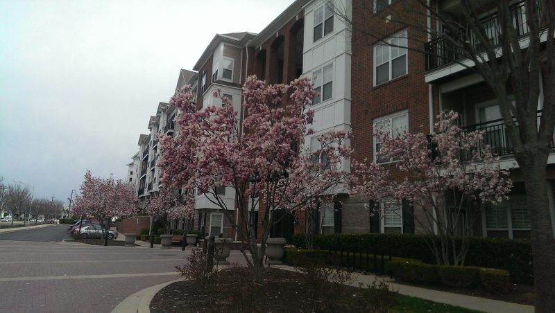 Furnished 1b1b Rockville town center condo- FIOS cable internet included