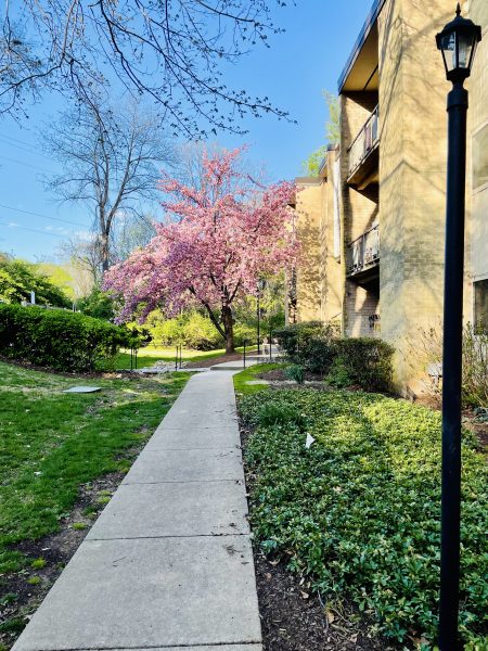 3-Bedroom apartment near NIH